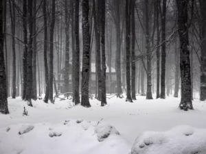 Immagine per La silente anarchia della natura