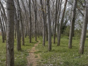 Immagine per L'ombra della città